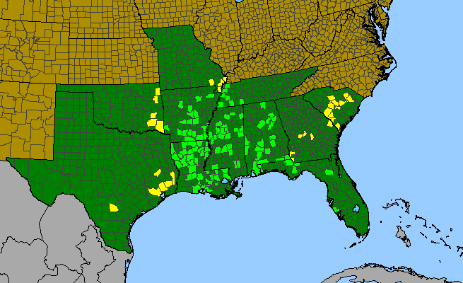 The range of Cayaponia quinqueloba